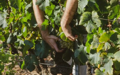 La préfecture de la Gironde ouvre le dispositif de prêts bonifiés viticoles