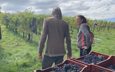 Une matinée de vendanges à Langoiran