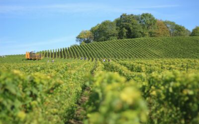 Les stratégies de marché de la filière vitivinicole face au « multifactoriel » et à la guerre commerciale imposée par Trump