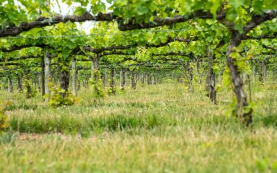 Question écrite : Soutien face à la crise de la viticulture française