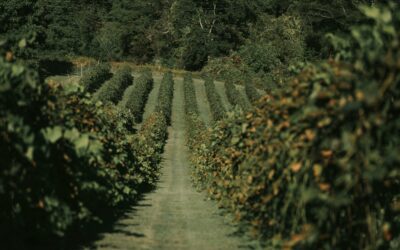 Cellule de crise opérationnelle sur la viticulture : Réunion avec M. le préfet