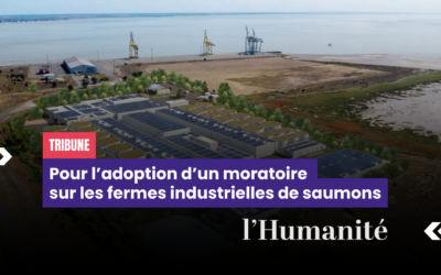 Tribune : Pour l’adoption d’un moratoire sur les fermes industrielles de saumons
